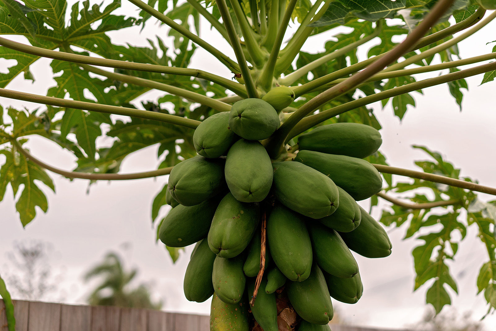 Paw paw trees